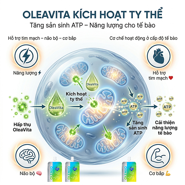 Cơ chế OleaVita kích hoạt năng lượng ty thể trong Olemio